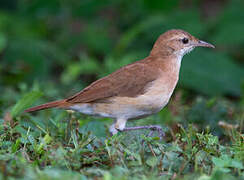 Rufous Hornero