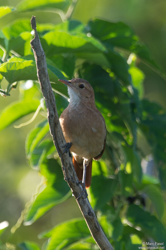 Rufous Horneroadult, identification