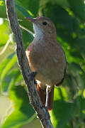 Rufous Hornero