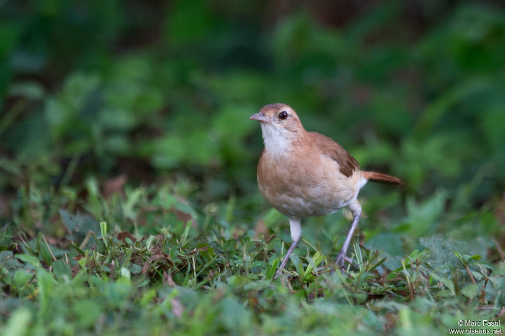 Rufous Horneroadult, identification, fishing/hunting