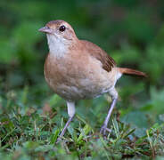 Rufous Hornero