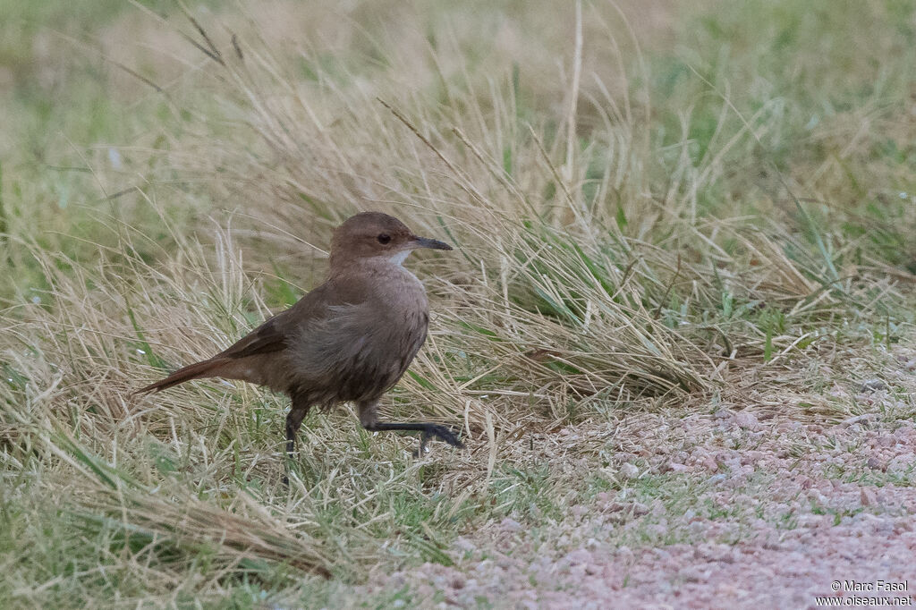 Fournier rouxadulte, identification, marche