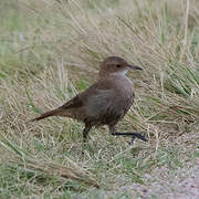 Rufous Hornero