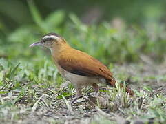 Pale-legged Hornero