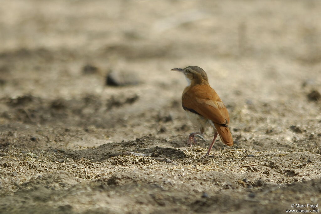 Pale-legged Hornero, identification