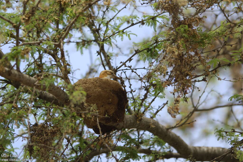 Pale-legged Horneroadult breeding, identification, Reproduction-nesting