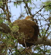 Pale-legged Hornero