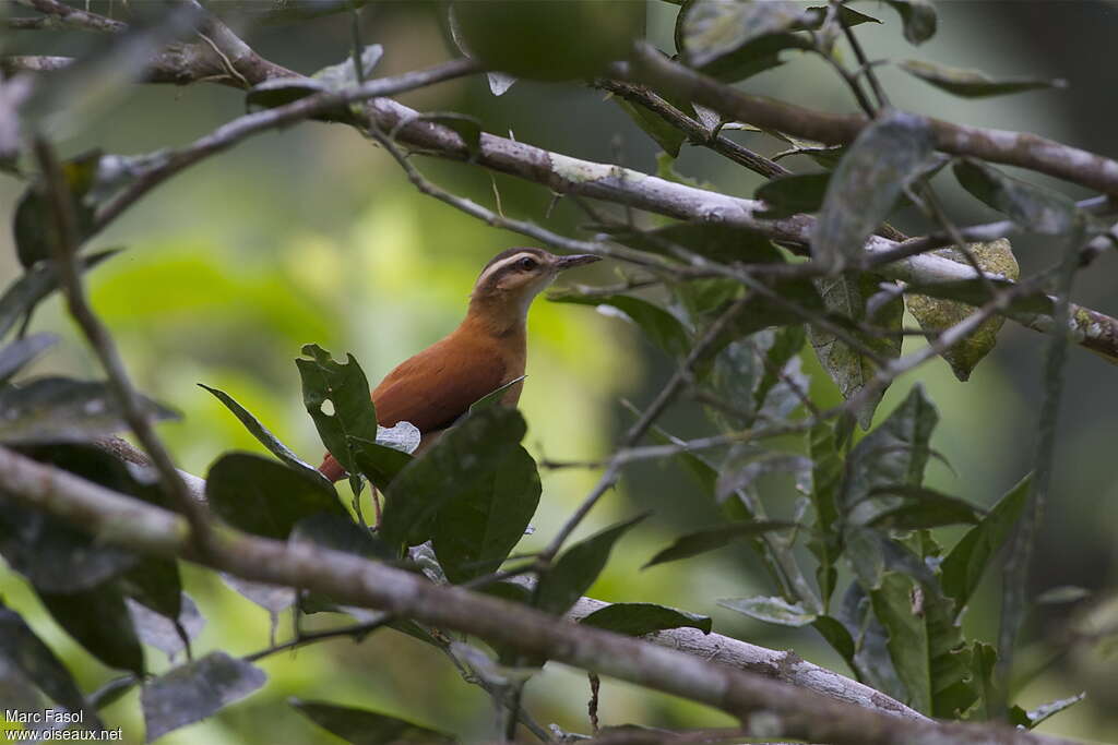 Pale-legged Horneroadult, habitat