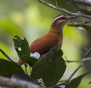 Pale-legged Hornero