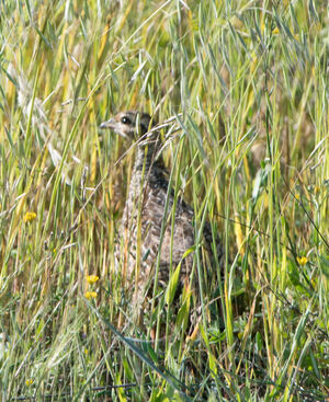 Francolin noir