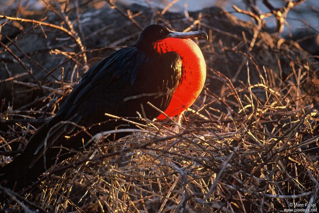 Great Frigatebird male adult breeding, identification, Reproduction-nesting, Behaviour