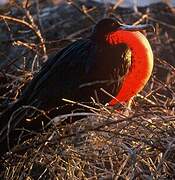 Great Frigatebird