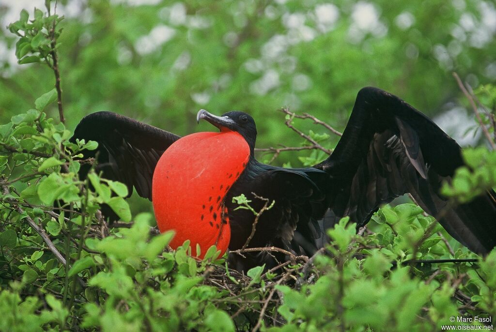 Great Frigatebird male adult breeding, identification, Reproduction-nesting, Behaviour