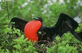 Great Frigatebird