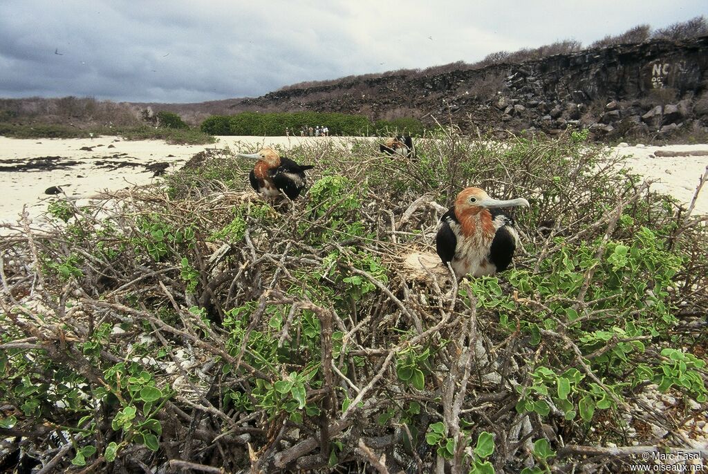 Great Frigatebirdjuvenile, identification, Reproduction-nesting