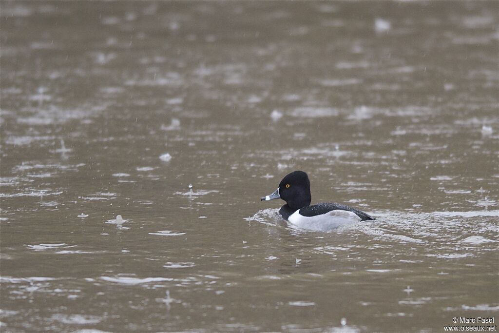 Ring-necked Duck male adult breeding, identification