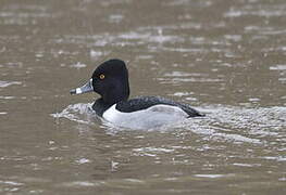 Ring-necked Duck