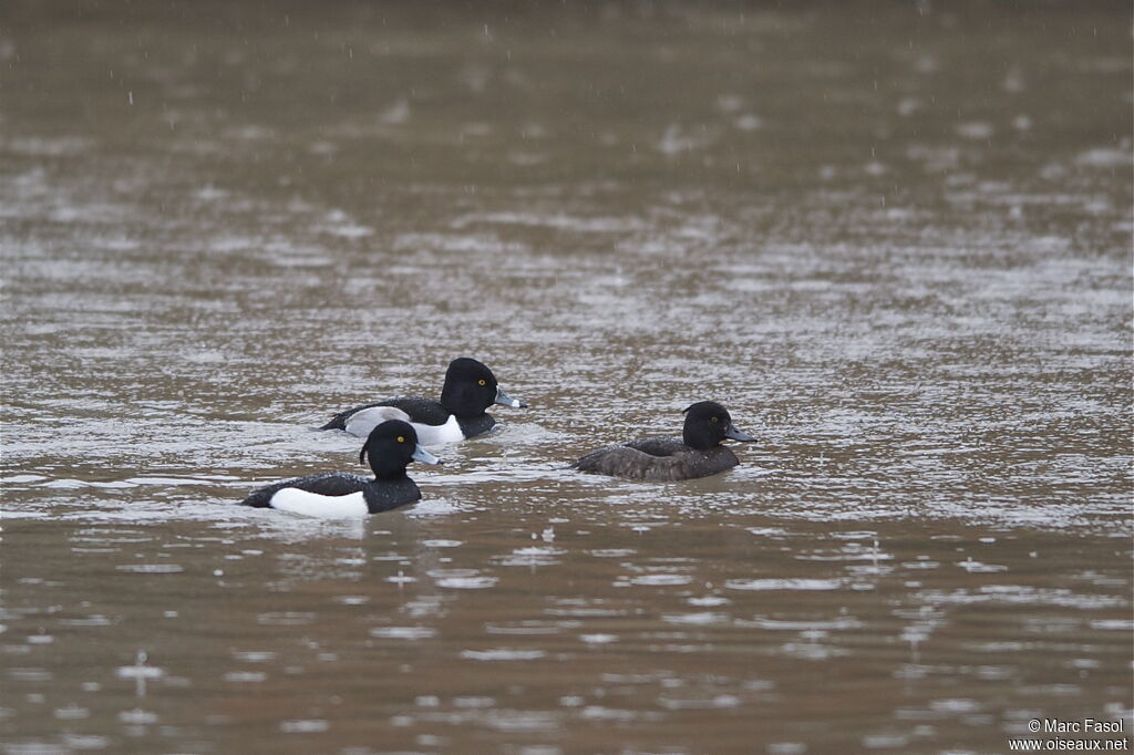 Ring-necked Duck male, identification