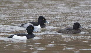 Ring-necked Duck