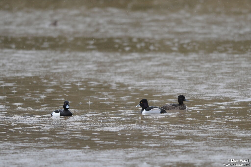 Ring-necked Duck male adult breeding, identification