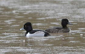 Ring-necked Duck