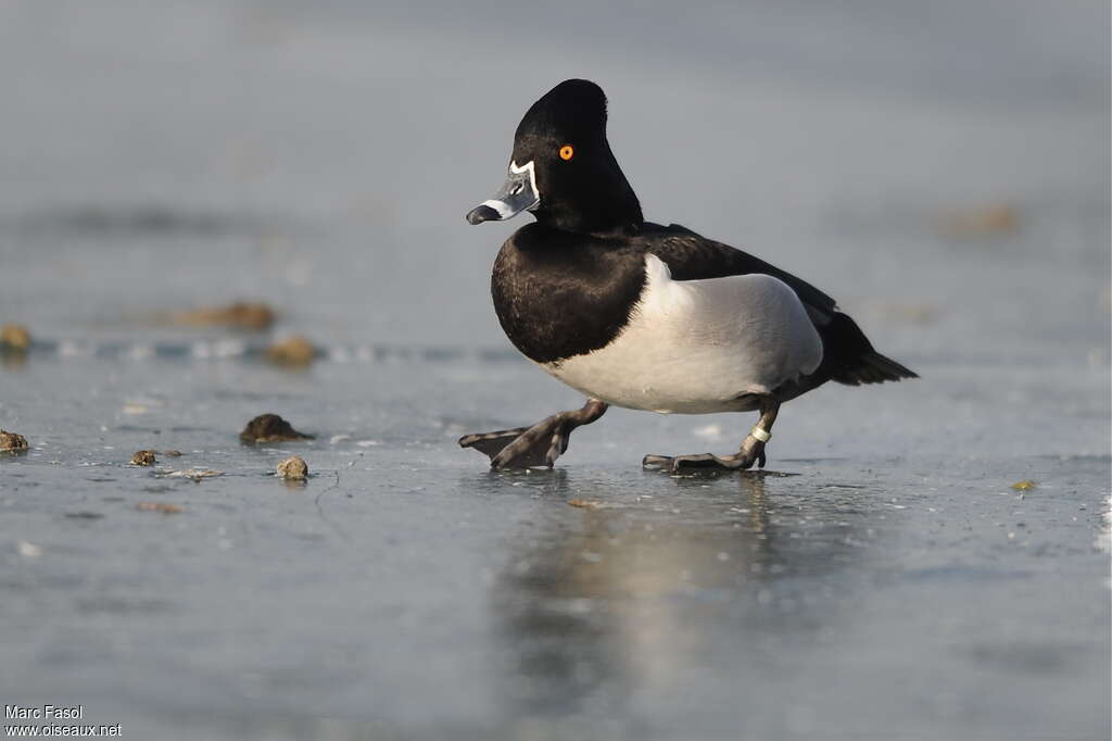 Ring-necked Duck male adult breeding, close-up portrait