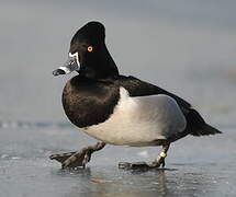 Ring-necked Duck