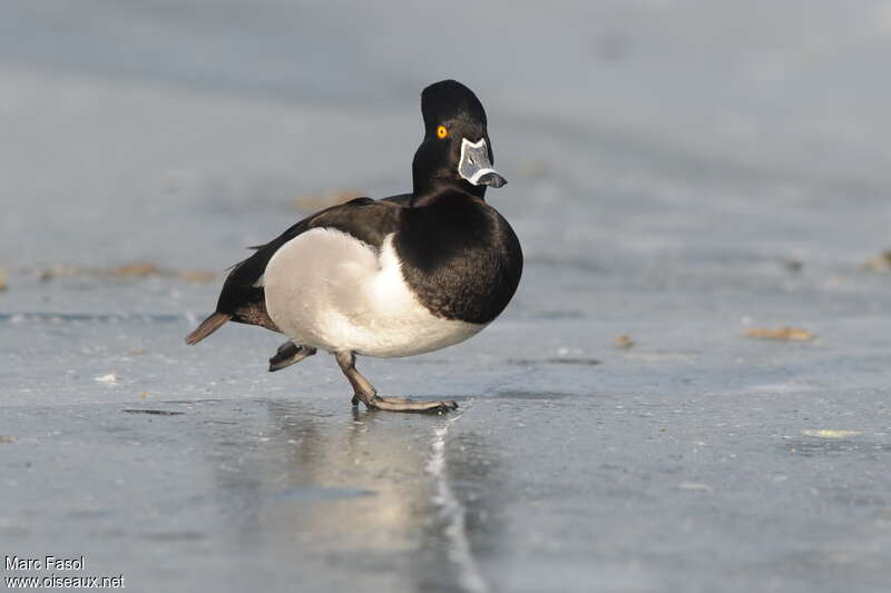 Ring-necked Duck male adult breeding, pigmentation