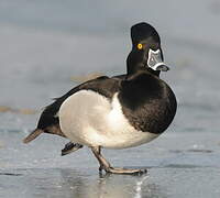 Ring-necked Duck