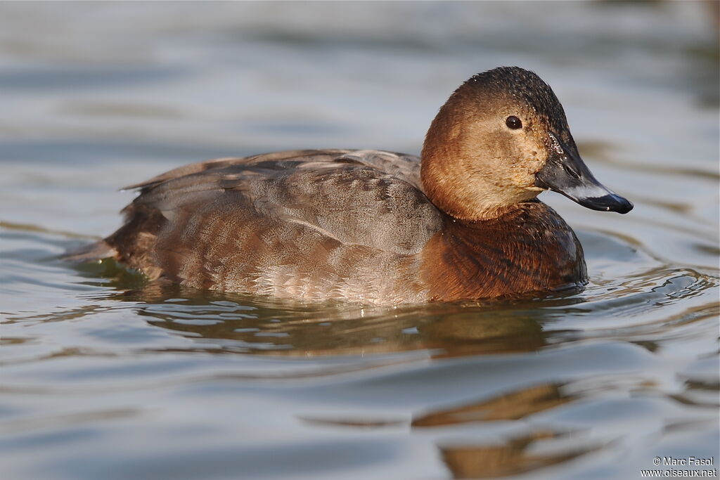 Common Pochard female adult breeding, identification