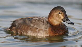 Common Pochard