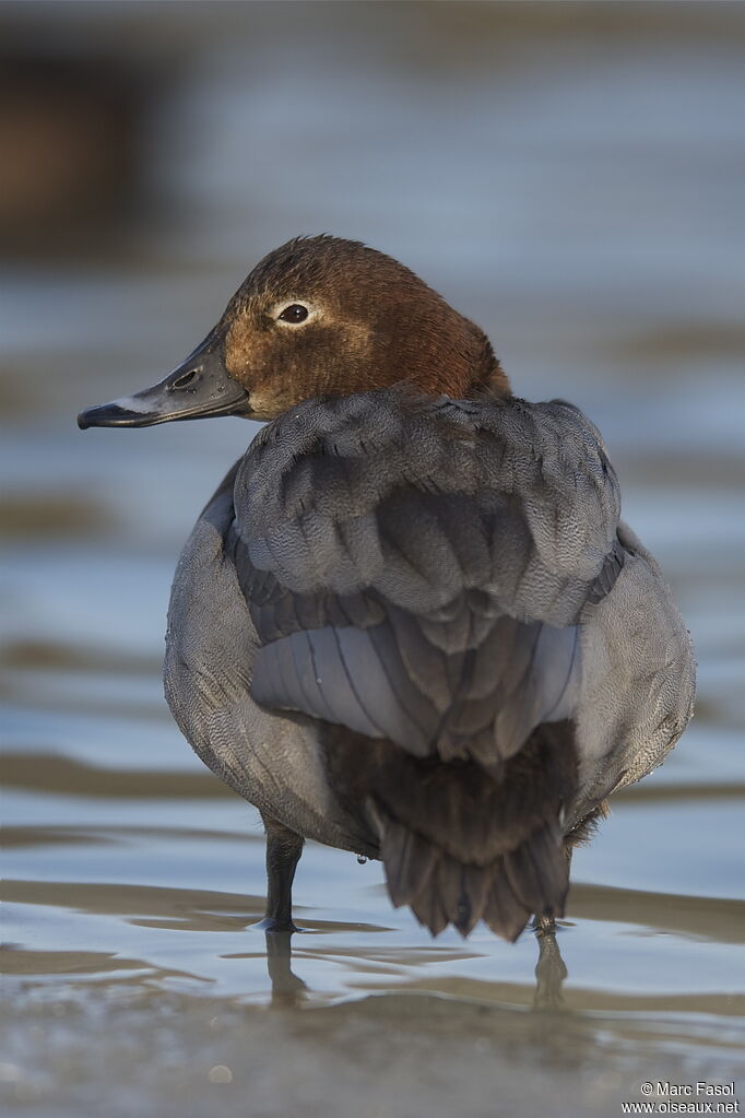 Common Pochard female adult, identification