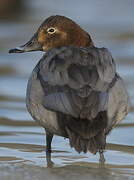 Common Pochard