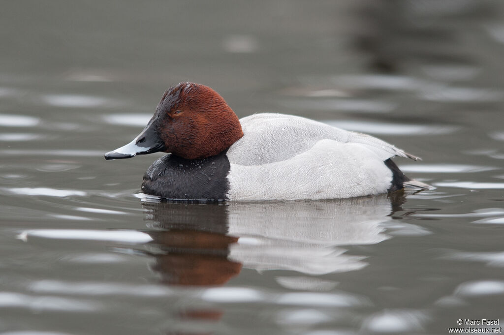 Common Pochard male adult post breeding, identification