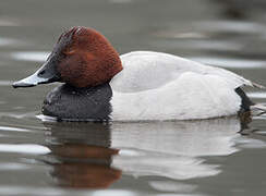 Common Pochard