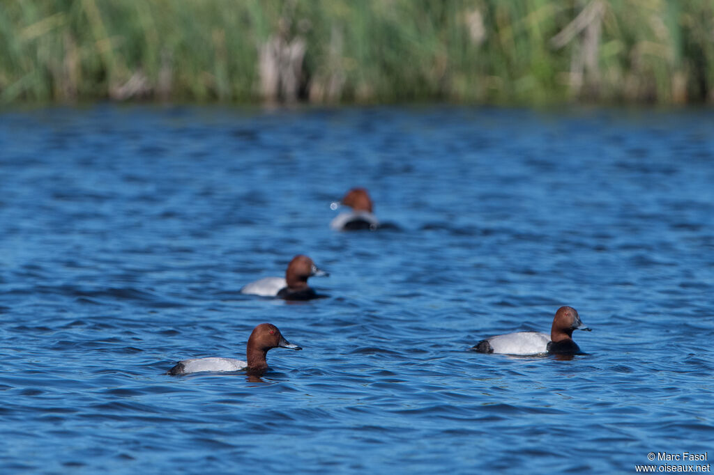 Common Pochard male, swimming