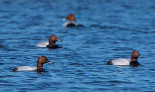 Common Pochard