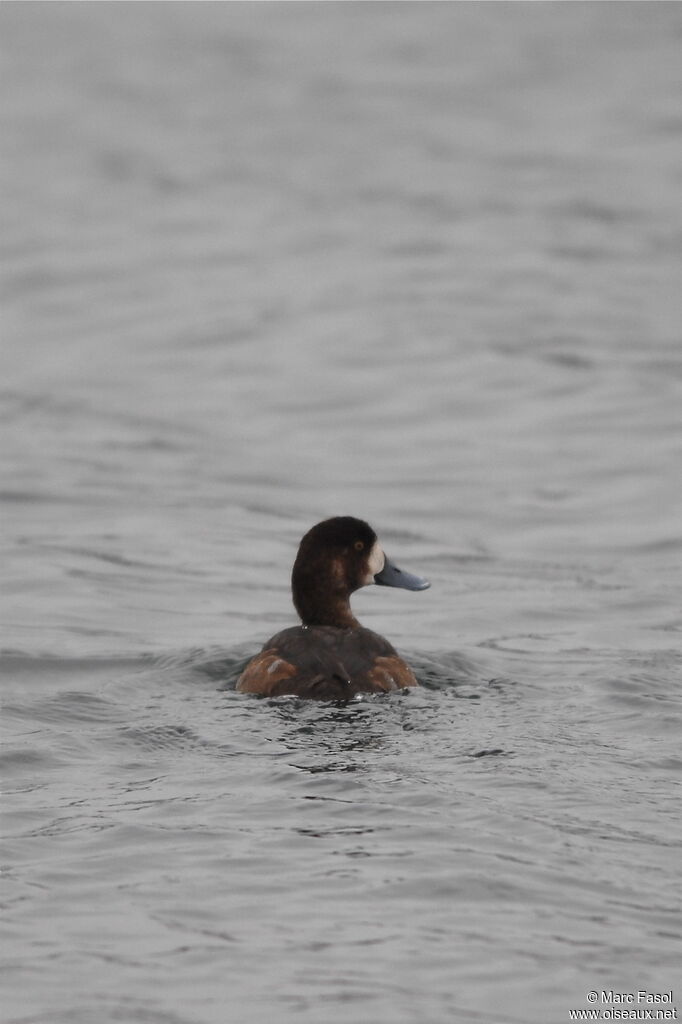 Greater Scaup female