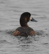 Greater Scaup