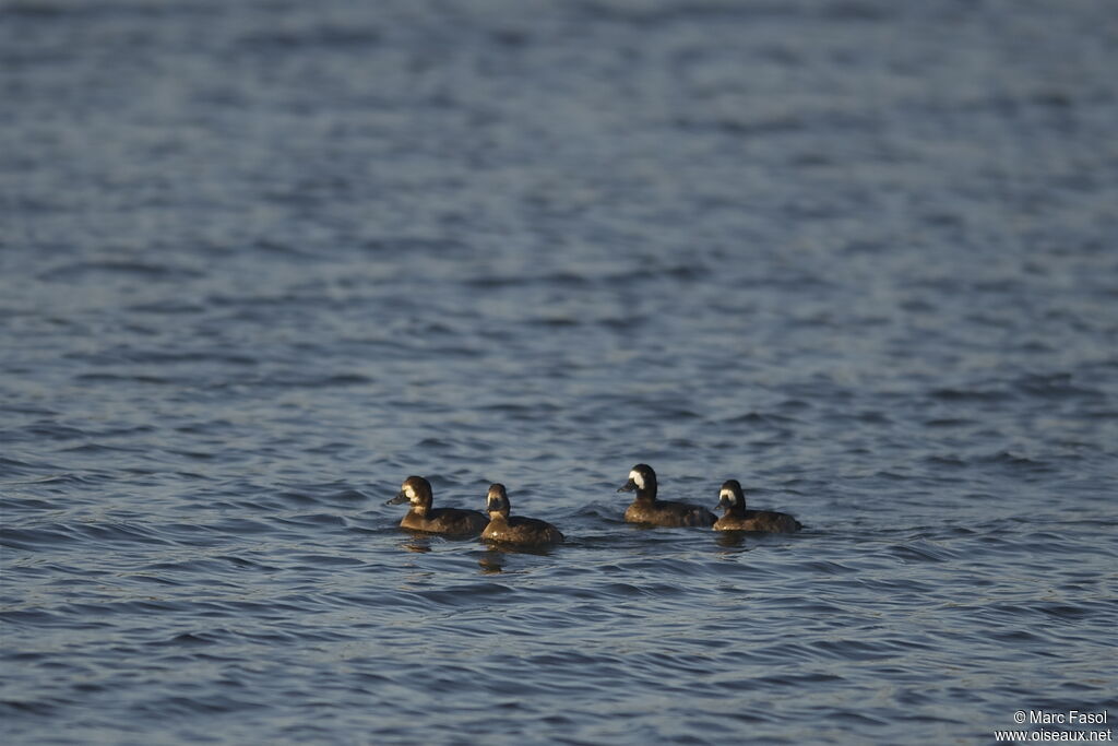 Greater Scaup female, identification