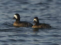 Greater Scaup