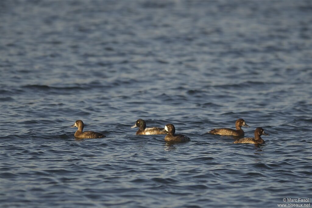 Greater Scaup, identification