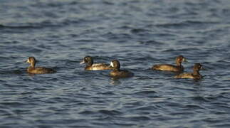 Greater Scaup