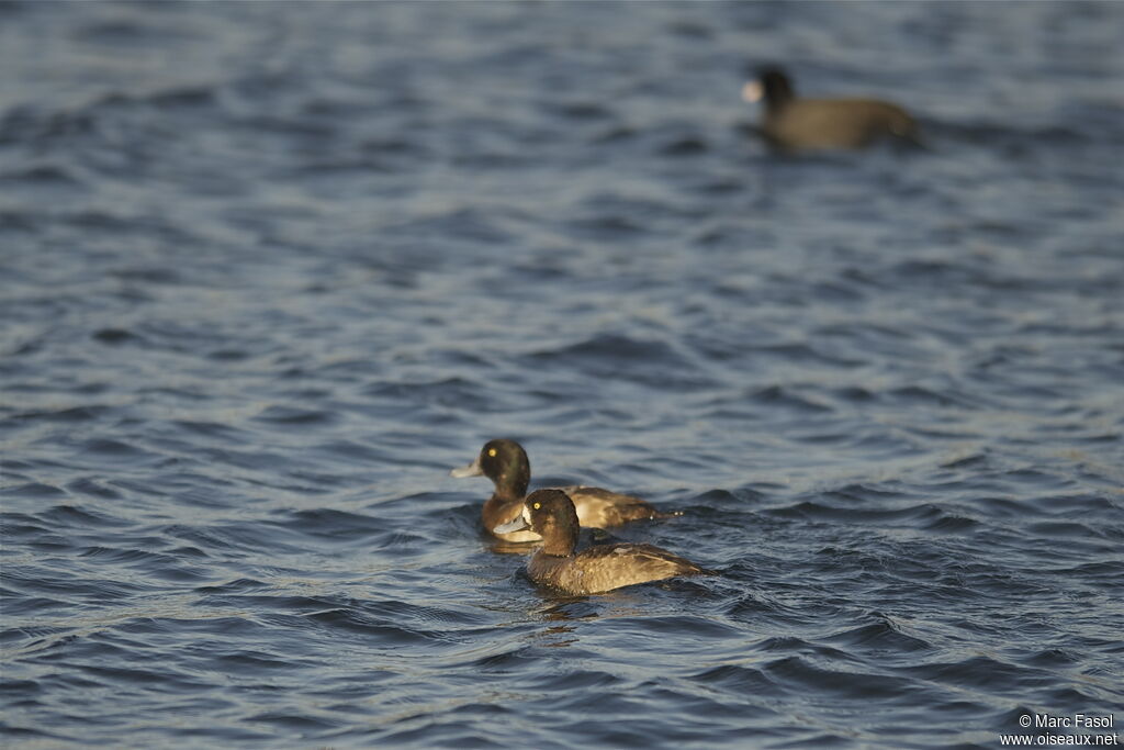 Greater Scaup male subadult, identification