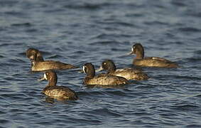 Greater Scaup