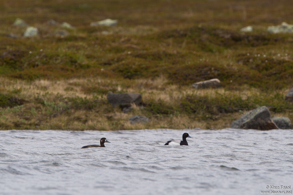 Greater Scaupadult breeding