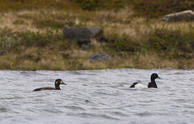 Greater Scaup