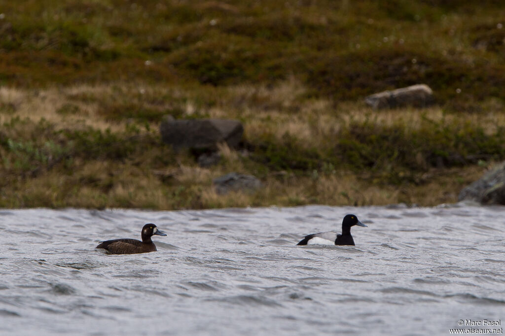 Greater Scaupadult breeding, habitat