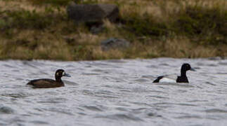 Greater Scaup