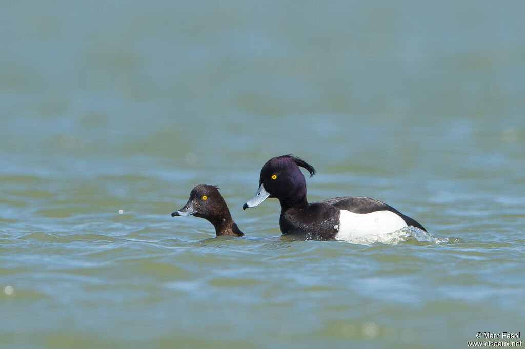 Tufted Duckadult breeding, mating.